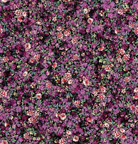 Blossom Field